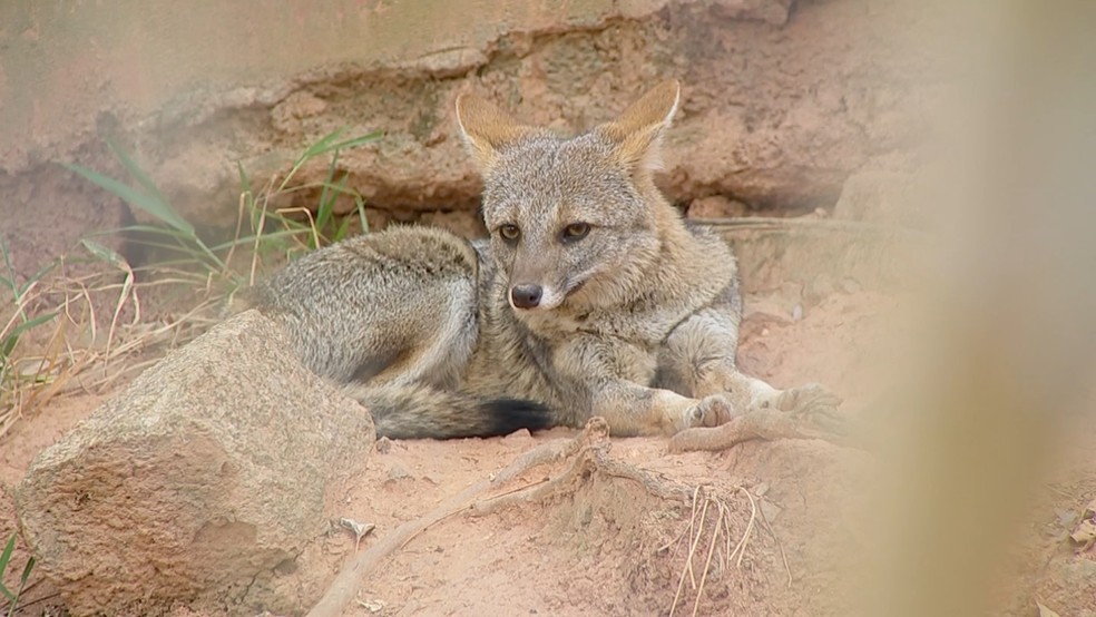 Animais silvestres sofrem com fogo, atropelamentos e caça — Foto: Reprodução/TV TEM