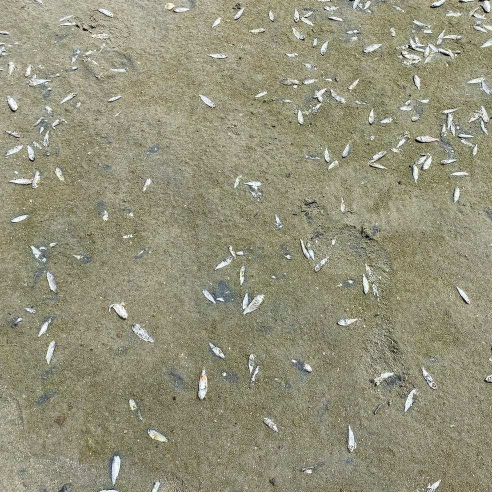 Peixes mortos na areia alargada da Barra Sul na Praia Central de Balneário Camboriú na manhã desta quinta-feira (5) — Foto: Felipe Salles/NSC TV