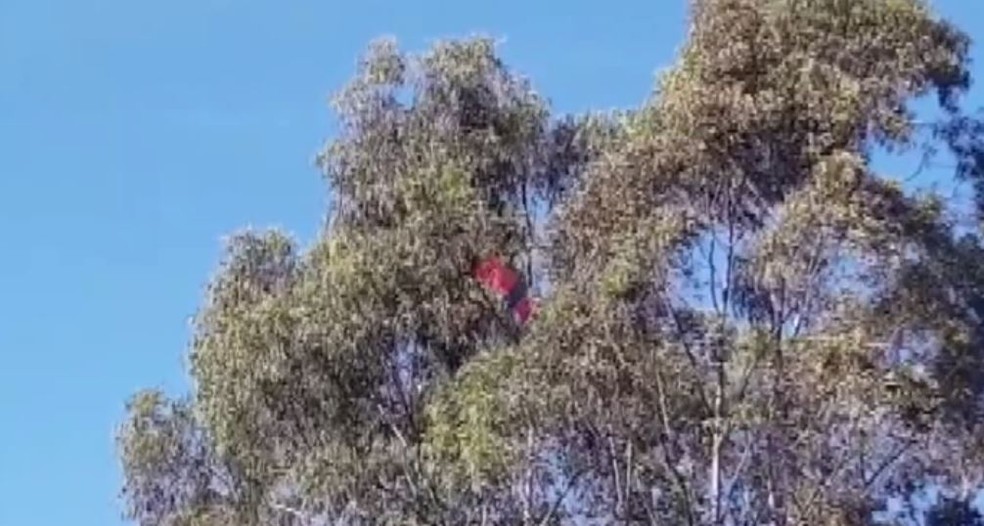 Vestígio de balão é encontrado em floresta atingida por incêndio em Rio Claro (Foto: Vlada Santis/Jornal Cidade Rio Claro)