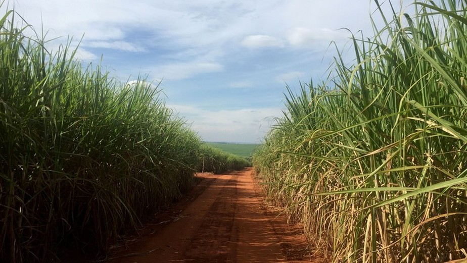 Plantação de cana-de-açúcar em Ribeirão Preto (SP)