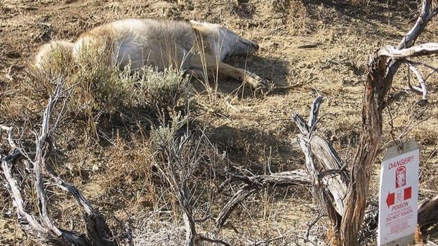 As polêmicas 'bombas de cianureto' usadas nos EUA para matar animais selvagens thumbnail