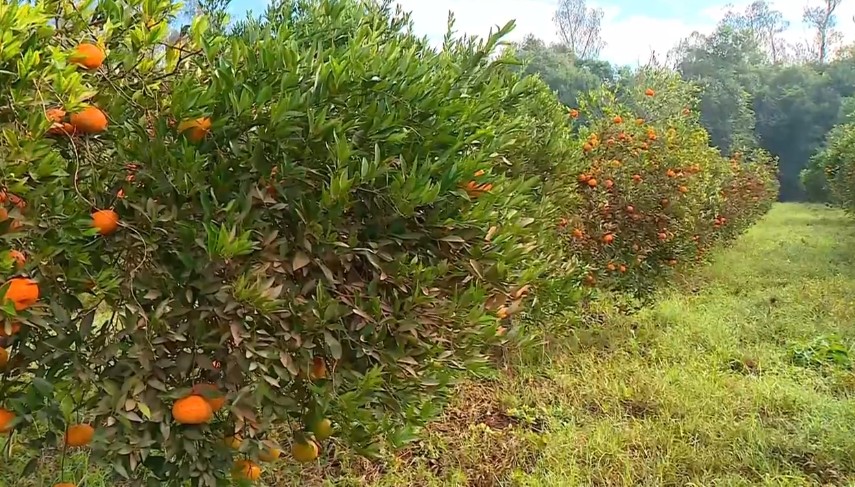 Prejuízos do ciclone: agricultores de Montenegro estimam perdas em plantações de bergamotas