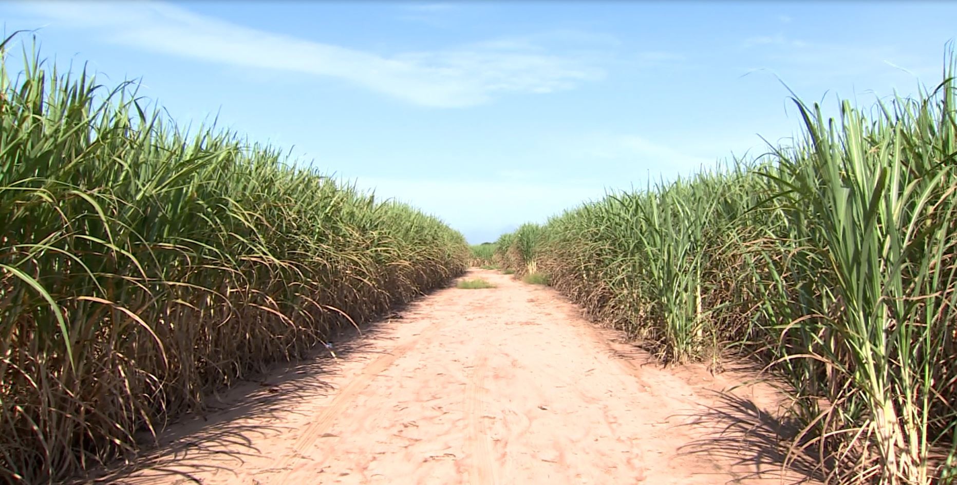 CNPEM cria app para avaliar perda de Ã¡gua das plantas e acelerar diagnÃ³stico sobre nÃ­vel de hidrataÃ§Ã£o