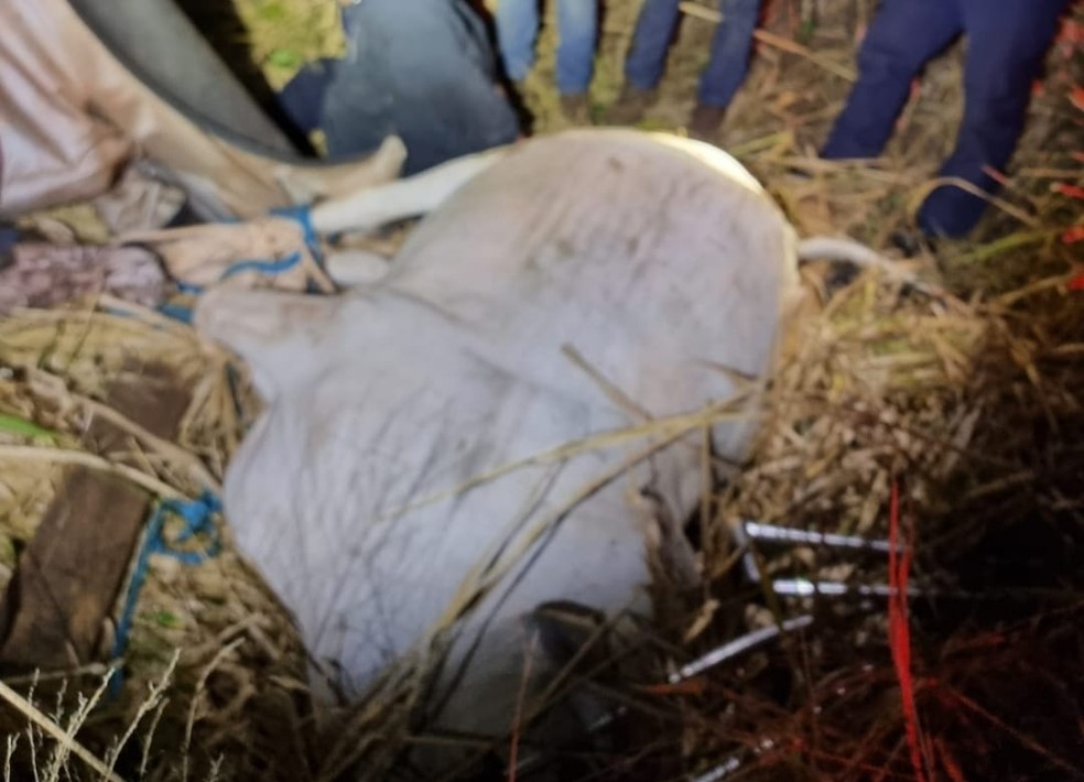 Três homens foram presos pelo furto de um boi na área rural de Rancharia (SP) — Foto: Romu