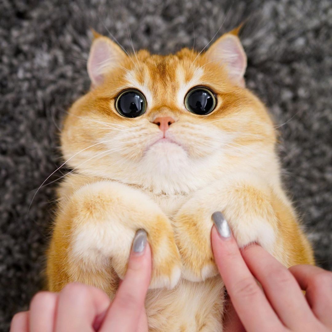 Gato de estimação que parece com Gato de Botas vira estrela na internet (Foto: Reprodução / Instagram)