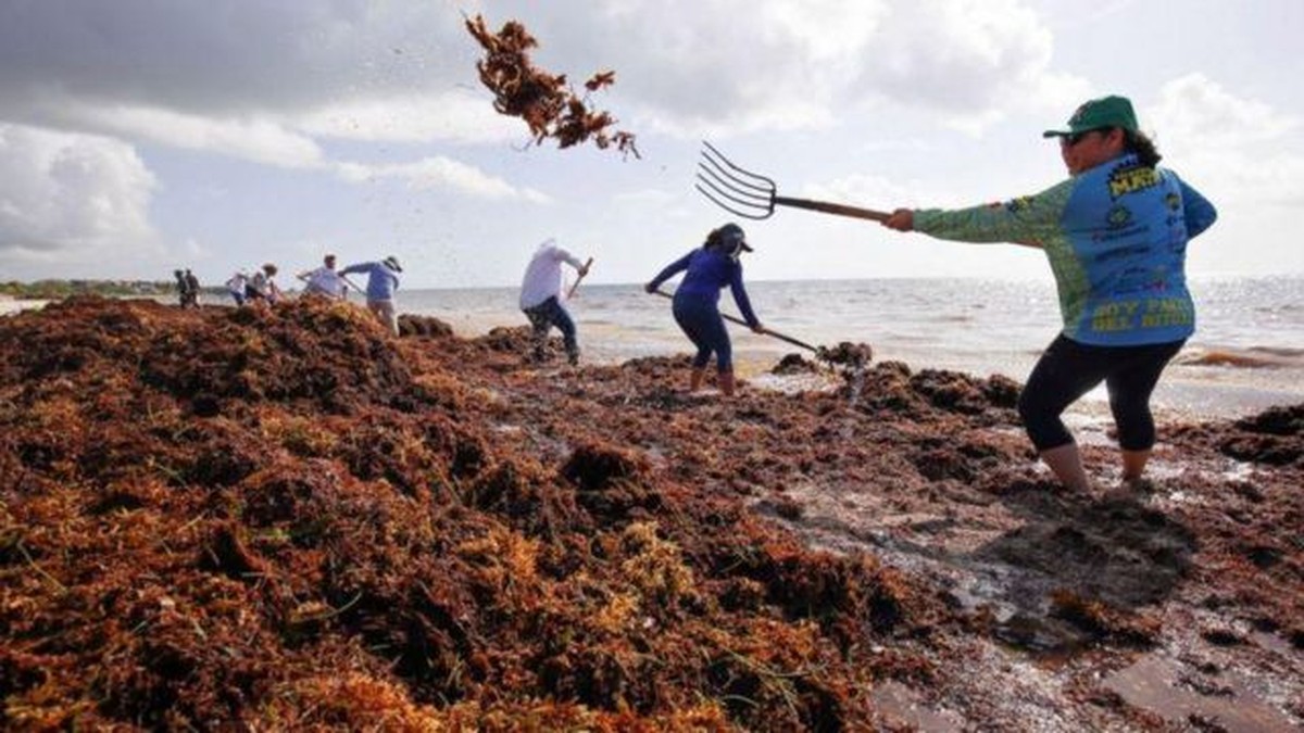 Los 9.000 km de algas que se trasladan al Caribe y Florida |  Ambiente