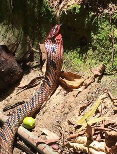 Cobra papa-pinto: veja o que fazer ao encontrar a serpente - NSC Total