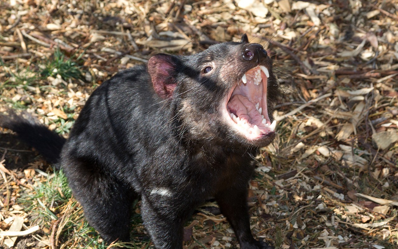 Diabo-da-tasmânia está em risco de extinção devido a um tipo de câncer facial. (Foto: PixabayBlade / Creative Commons)
