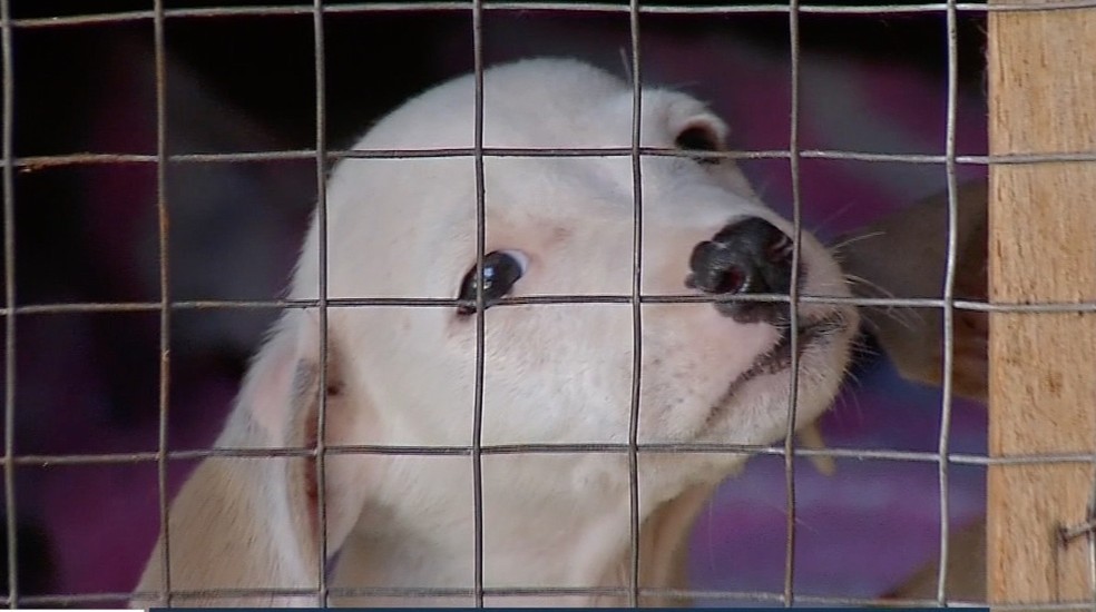 Dinheiro vai ser usado para castrar animais de pessoas que não têm condições — Foto: TVCA/Reprodução