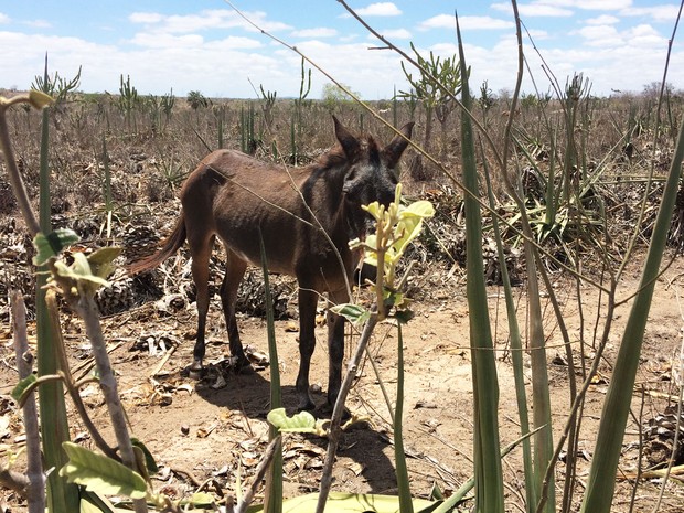 Animais também dependem do sisal como alimento no semiárido da Bahia (Foto: Henrique Mendes / G1)