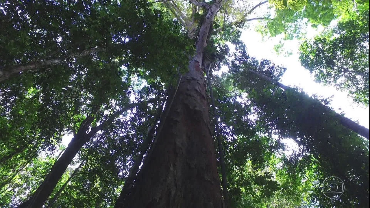 Expedicao chega à maior árvore já identificada no Brasil