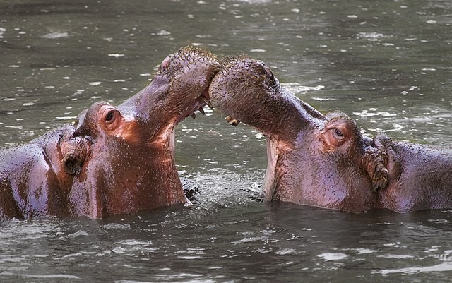 Os hipopótamos possuem técnicas de paquera não muito convencionais (Foto: William Warby / Wikimedia Commons / CreativeCommons)