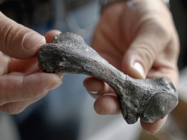 O fóssil destaca um dos ossos da tartaruga (Foto: Reuters/Peter Andrews)