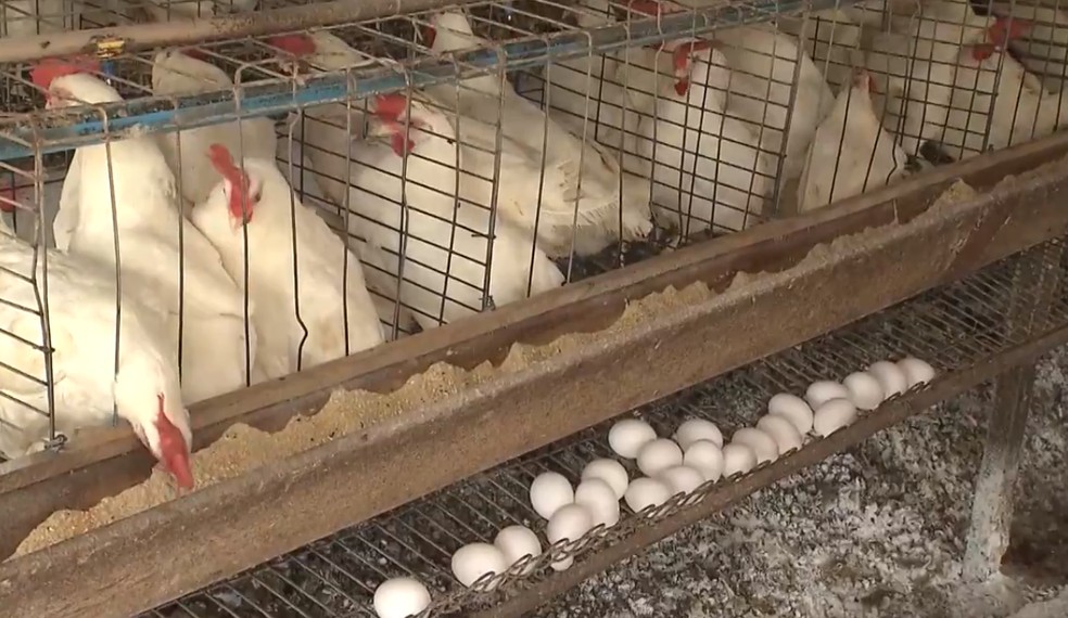 Bahia bate recorde na produção de ovos durante segundo trimestre do ano, aponta IBGE — Foto: Reprodução/TV Bahia