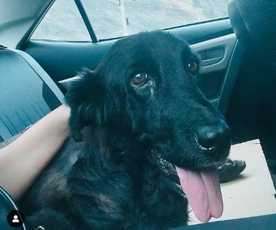 Zaira, a cadela que foi abandonada amordaçada dentro de uma mala em Niterói
