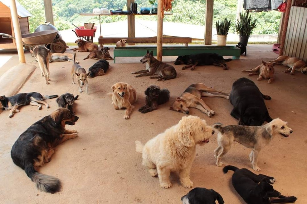 No abrigo, vivem mais de 1 mil cães e gatos — Foto: Arquivo pessoal/ONG Amigo Animal