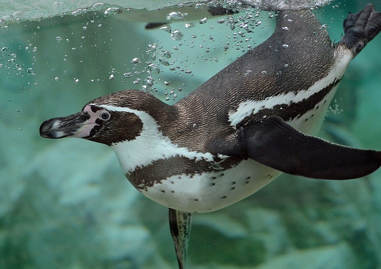 Restam menos de 10 mil pinguins-de-Humboldt no mundo, número extremamente baixo para estes animais aquáticos (Foto: Flickr)
