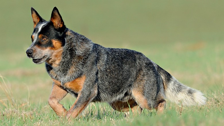 Cães de pastoreio - As raças com instinto de cão pastor