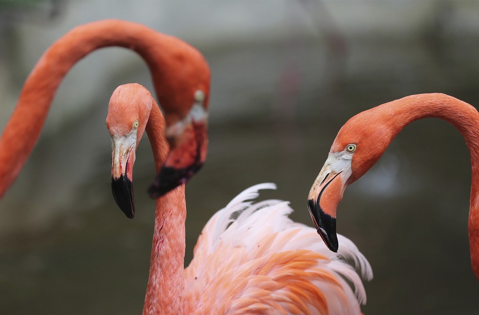 Flamingos no zoológico Santacruz em San Antonio, perto de Bogotá, na Colômbia — Foto: Fernando Vergara/AP