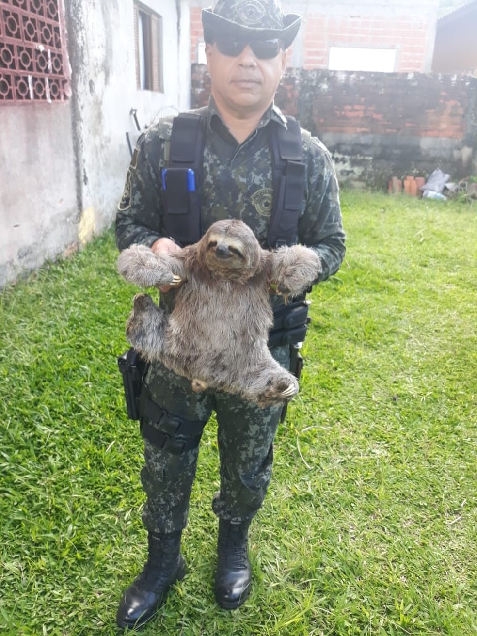Bicho-preguiça é resgatado de casa em Caraguatatuba — Foto: Divulgação/Polícia Militar Ambiental