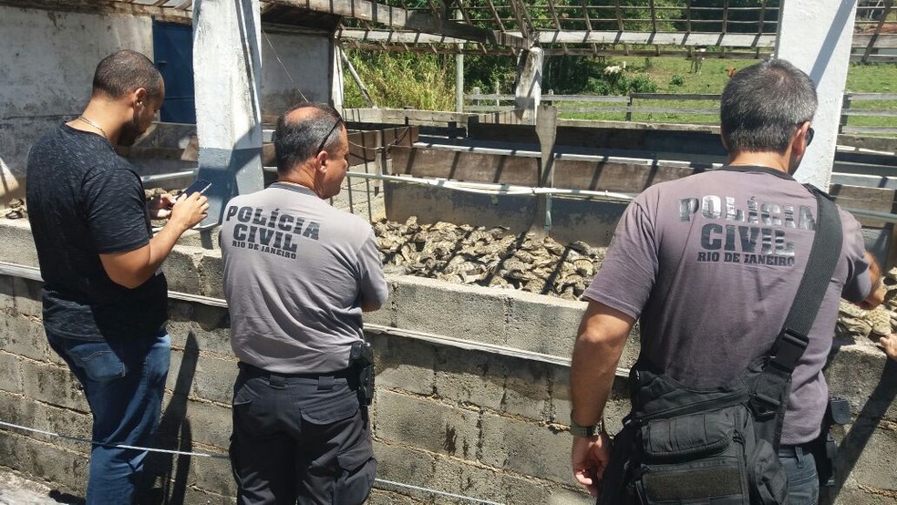 Jacar&eacute;s abandonados em criadouro desativado em Barra Mansa (Foto: Rose Gomes/TV Rio Sul)