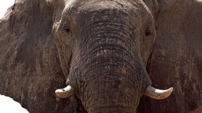A população de elefantes em Botsuana triplicou nos últimos 30 anos (Foto: Getty Images via BBC News Brasil)