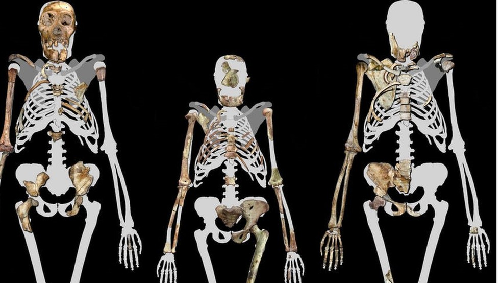 Lucy (ao centro) e dois indivíduos da espécie Australopithecus sediba, um ancestral dos humanos modernos de 2 milhões de anos atrás — Foto: Wikimedia Commons