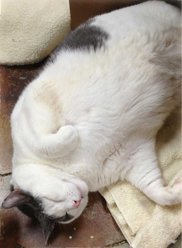 Felino apelidado de Garfield pesa 14,24 quilos (Foto: Reprodução/ Facebook Cat Shoppe/Dog Store)