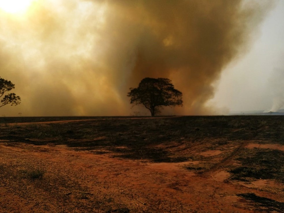 Usina sucroalcooleira foi multada em mais de R$ 1,1 milhão por uso de fogo em vegetação nativa e árvores — Foto: Polícia Ambiental