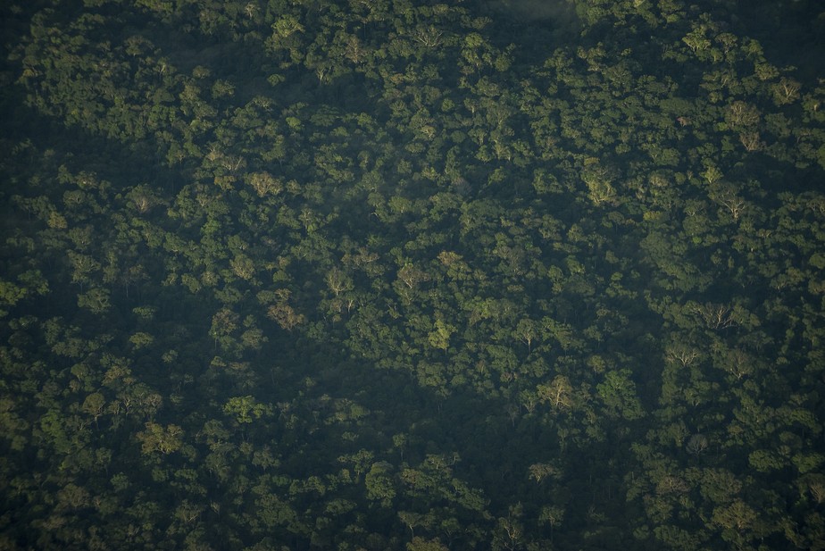 Topo das árvores na Amazônia