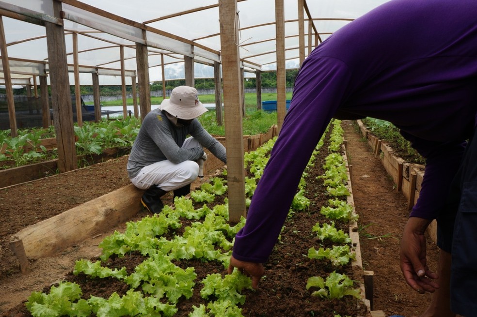 Ideia é fazer com que os preços trabalhem para ganhar um salário mínimo  — Foto: Elenilson Oliveira/Asscom Iapen