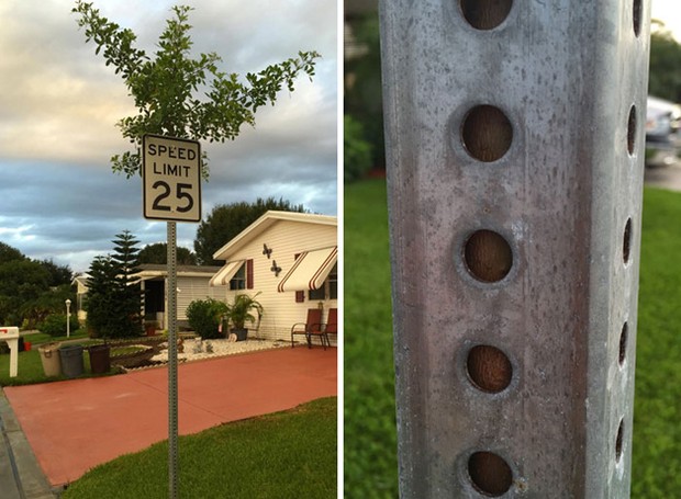Esta árvore nasceu dentro de um fino poste de metal, que carrega a placa de limite de velocidade (Foto: Reprodução)