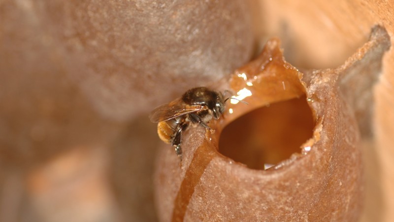 Guaraipo é uma abelha sem ferrão nativa das matas de araucárias e da mata atlântica (Foto: Fernando Dias/SEAPDR/Divulgação)