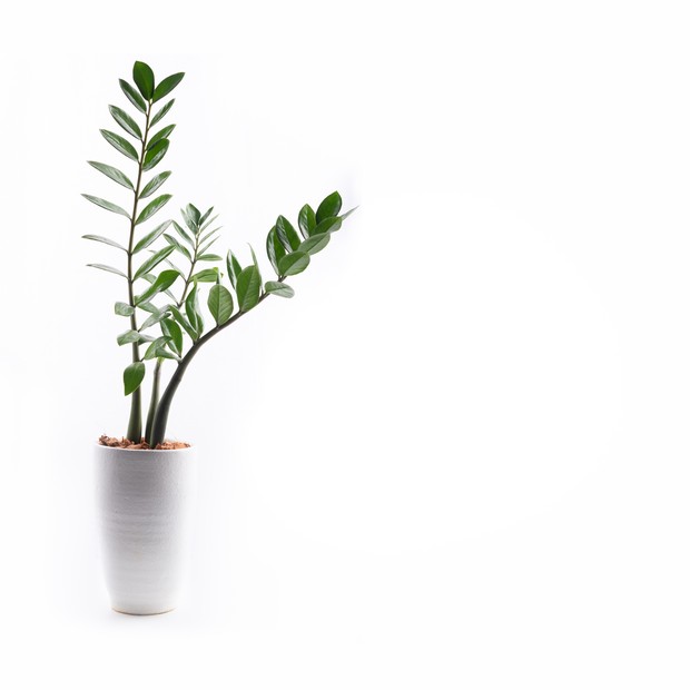 Zamioculcas plant in a pot isolated on white background. (Foto: Getty Images)