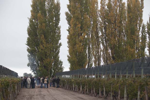 Vinhedos de Las Compuertas, em Vistalba, onde se destaca a produção da uva malbec (Foto: Karin Anspach Hoch)