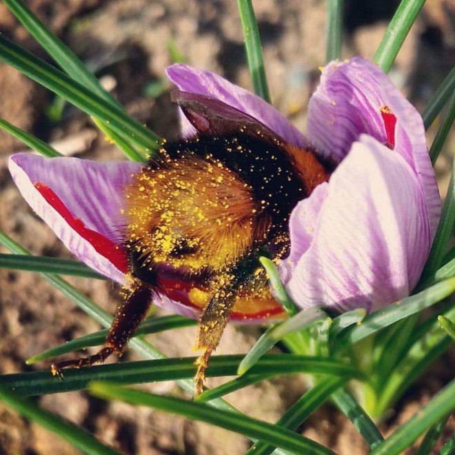 A polinização feita pelas abelhas é essencial na reprodução das plantas (Foto: Reprodução / imgur)