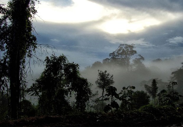 amazônia, floresta, meio ambiente (Foto: Luciana Macedo/Fotos Públicas)