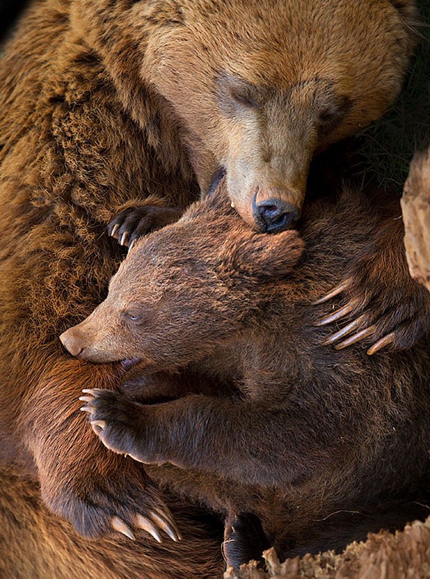 Filhotes de urso e suas mães (Foto: Marina Cano / Divulgação)