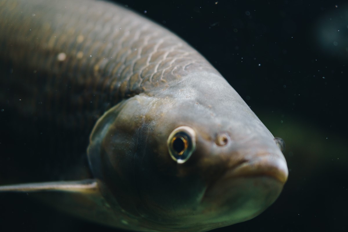 Os peixes de água doce não sentem sede, pois a água doce tende a penetrar no corpo do animal por meio de toda a sua superfície de forma involuntária (Foto: Pexels/ Lars Mai/ CreativeCommons)