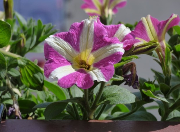 As petúnias ficaram conhecidas por sua farta floração na primavera e verão (Foto: Pixnio / Creative Commons)