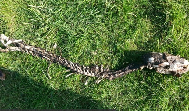Esqueleto estranho encontrado perto de Worthing, no Reino Unido, intrigou especialistas (Foto: Reprodução/Tumblr/Lifebender)