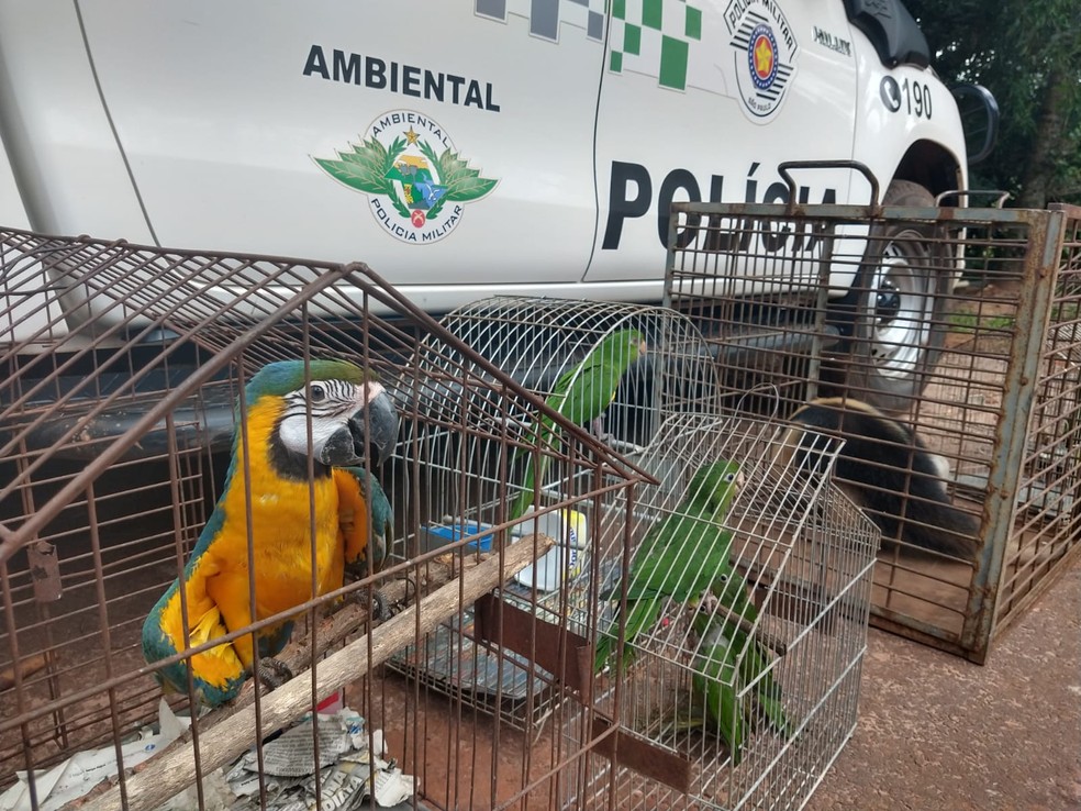 Polícia Militar Ambiental encaminhou 14 animais para o Apass de Assis — Foto: Polícia Militar Ambiental