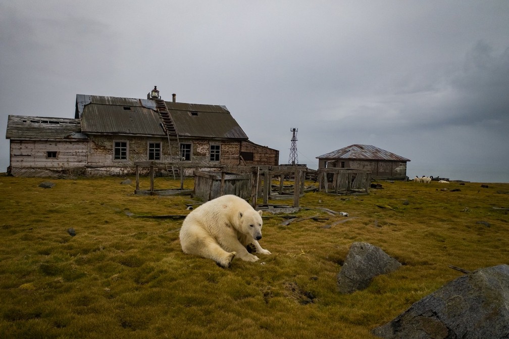 Urso polar em frente a estação meteorológica desativada no ártico — Foto: Cortesia/Dmitry Kokh