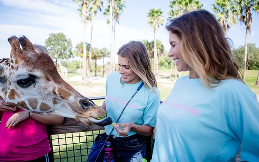 Bia e Branca Feres alimentam uma girafa no safári do Busch Gardens