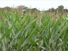 Desenvolvimento do milho safrinha
é considerado bom em MS