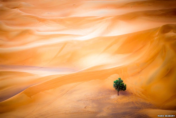Uma única árvore em meio às dunas do deserto de Dubai, tirada de um balão, ganhou na categoria Paisagens (Foto: Mark Seabury)