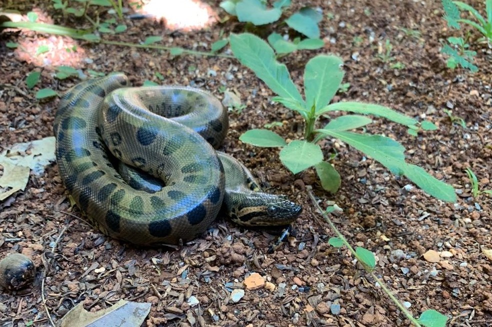 Eunectes murinus, conhecida como sucuri-verde, é a maior cobra do Brasil — Foto: Zoológico de Brasília/Divulgação 