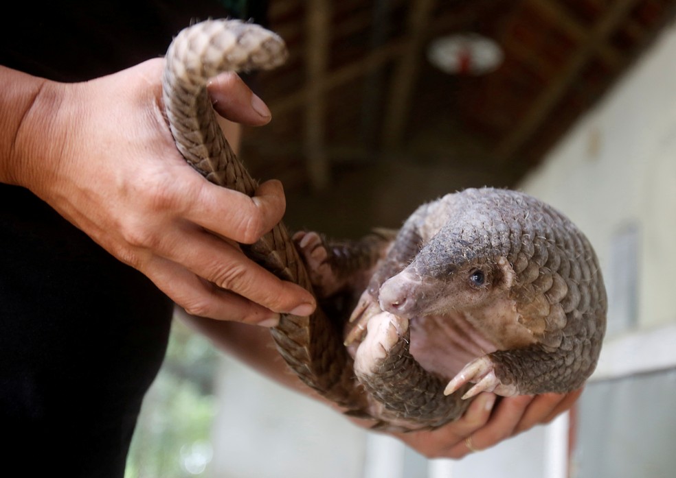 Homem segura pangolim, um dos animais silvestres mais traficados da Ásia e possível vetor de transmissão do novo coronavírus — Foto: Kham/Arquivo/Reuters