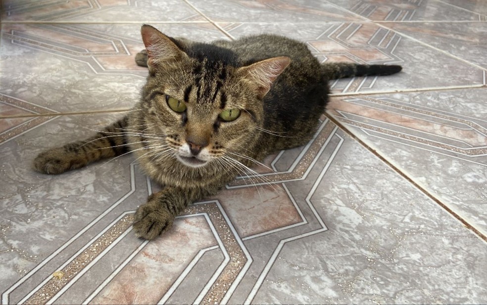  Veterinária alerta para principais causas e sintomas de doenças renais em cães e gatos  — Foto: Danielle Oliveira/g1 Goiás