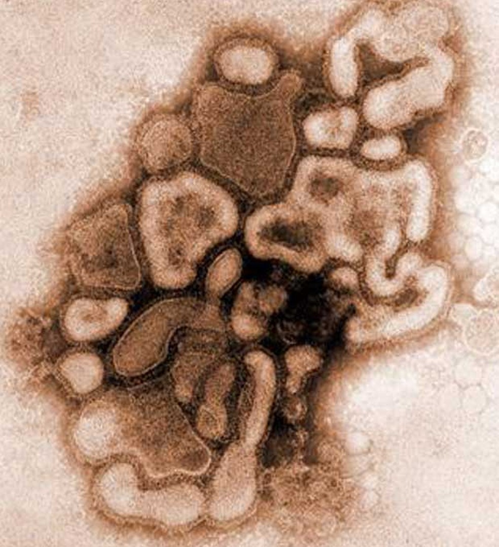 O vírus H1N1 — Foto: Reprodução